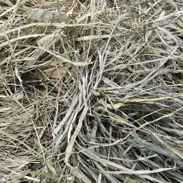 Blue Mountain Hay High-Altitude Orchard Grass Hay