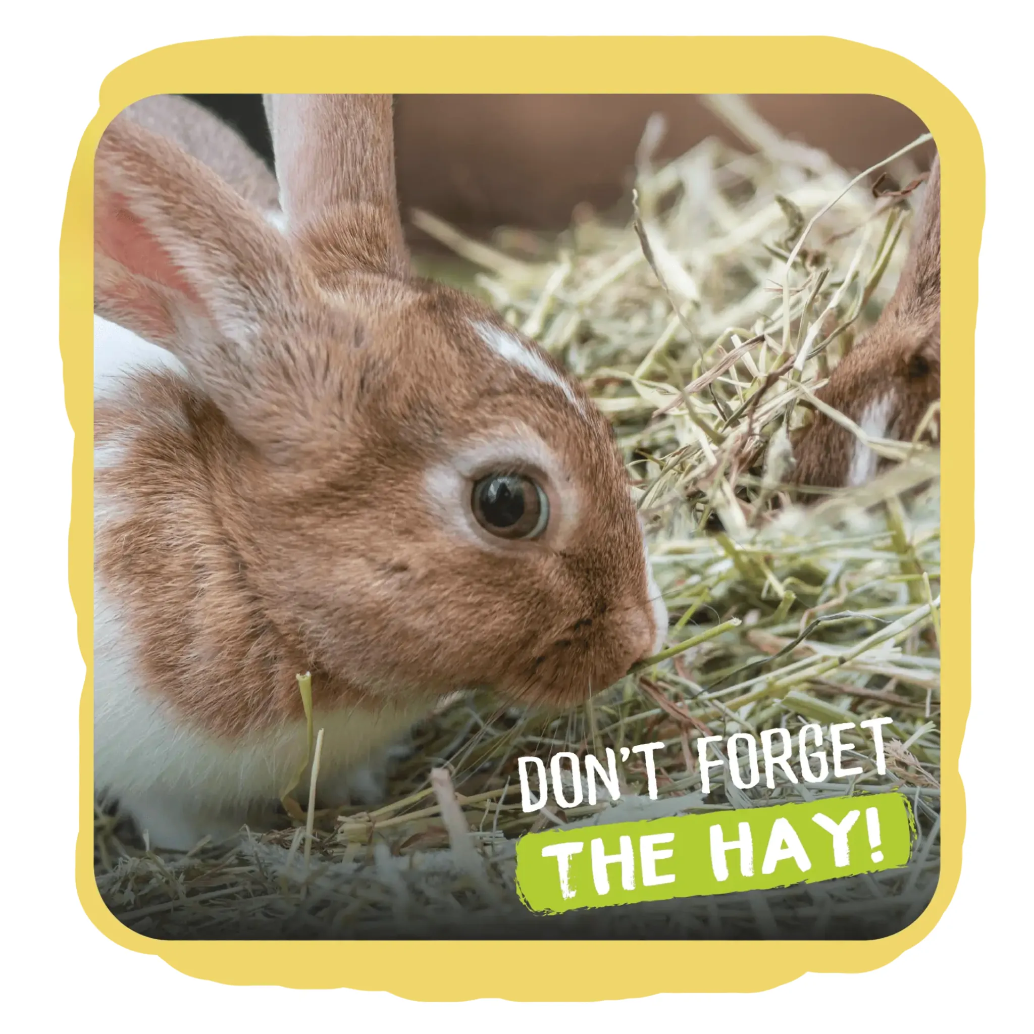 Burgess Excel Feeding Hay with Dandelion and Marigold