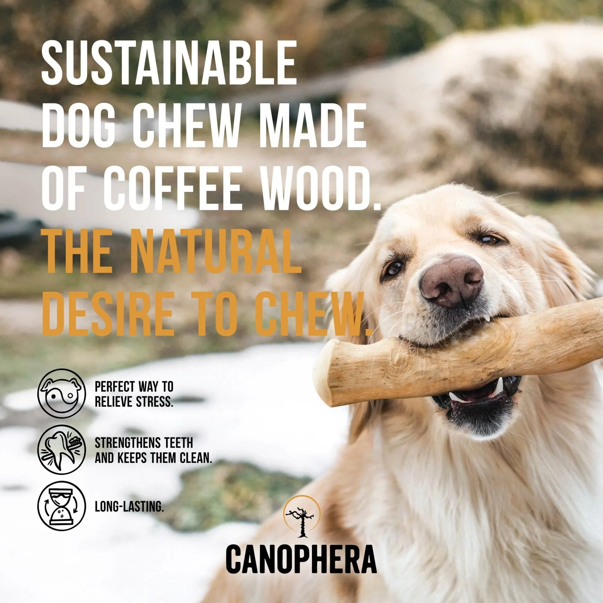 Coffee Wood Chew Sticks from Canophera