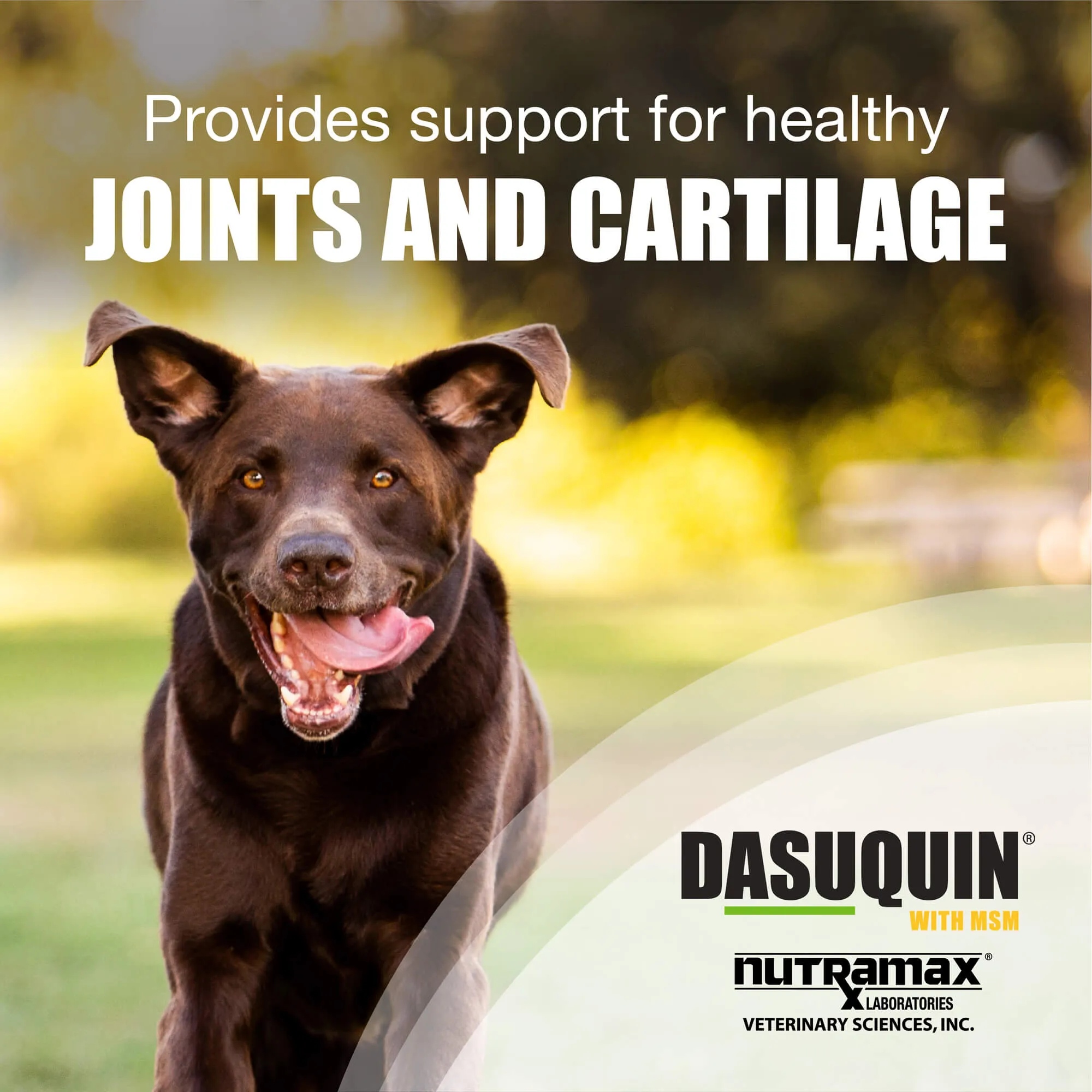 Dasuquin with MSM for Large Dogs, 150 Chewable Tablets